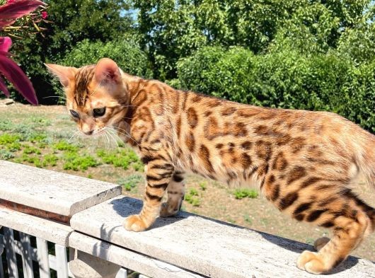 Safkan Bengal Yavrulari görsel