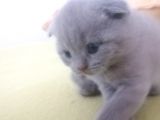 Tatlı Scottish Fold
