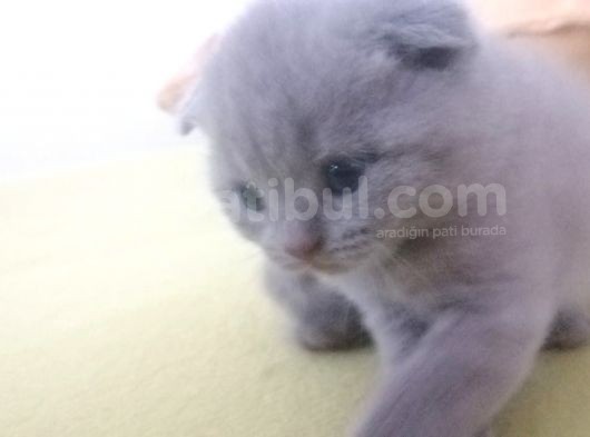 Tatlı Scottish Fold görsel