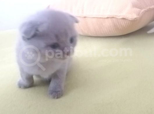 Tatlı Scottish Fold görsel