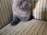 Rusian Blue Yavru Kediler