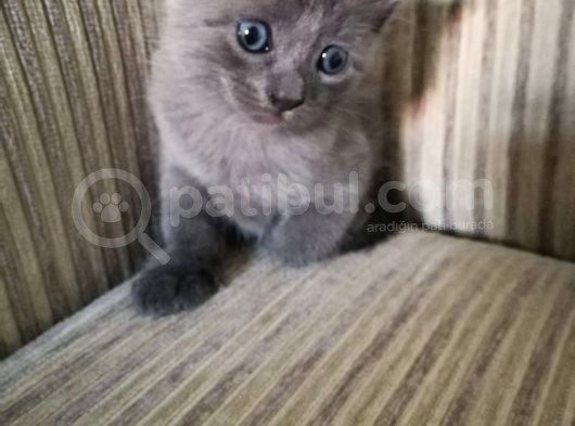 Rusian Blue Yavru Kediler görsel