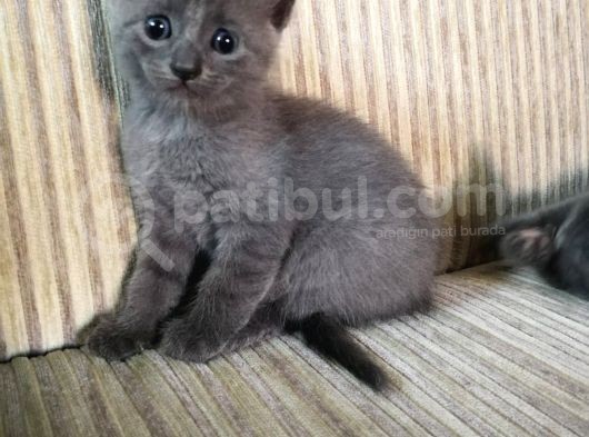 Rusian Blue Yavru Kediler görsel
