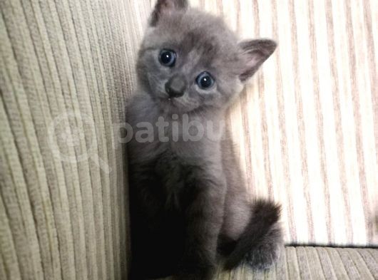 Rusian Blue Yavru Kediler