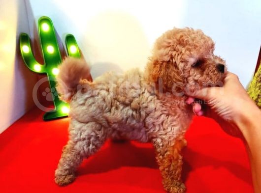 Teddy Bear Erkek Di̇şi̇ Toy Poodle Yavrular görsel