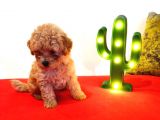 Teddy Bear Erkek Di̇şi̇ Toy Poodle Yavrular