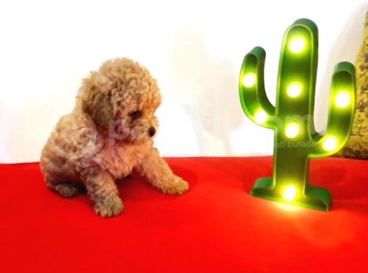 Teddy Bear Erkek Di̇şi̇ Toy Poodle Yavrular görsel
