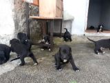Irk Garantili Şecereli Yavru Cane Corso Blue