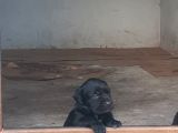 Irk Garantili Şecereli Yavru Cane Corso Blue