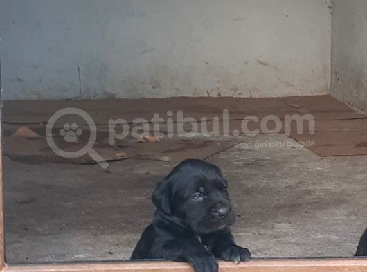 Irk Garantili Şecereli Yavru Cane Corso Blue görsel