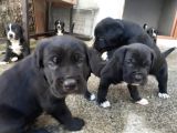 Irk Garantili Şecereli Yavru Cane Corso Blue