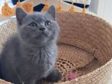 British Shorthair Ve Scotish Yavrular
