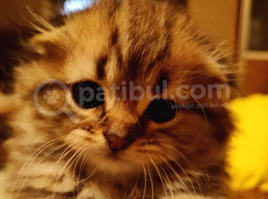 Saf Kan Scottish Fold Long Hair Orijinal Yavrular görsel