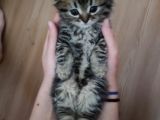 Saf Kan Scottish Fold Long Hair Orijinal Yavrular