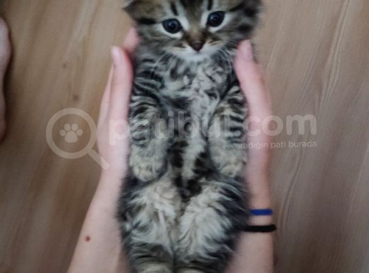 Saf Kan Scottish Fold Long Hair Orijinal Yavrular görsel