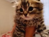 Saf Kan Scottish Fold Long Hair Orijinal Yavrular