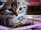 Saf Kan Scottish Fold Long Hair Orijinal Yavrular