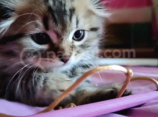 Saf Kan Scottish Fold Long Hair Orijinal Yavrular görsel
