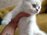 Pamuk Gibi Saf Kan Irk