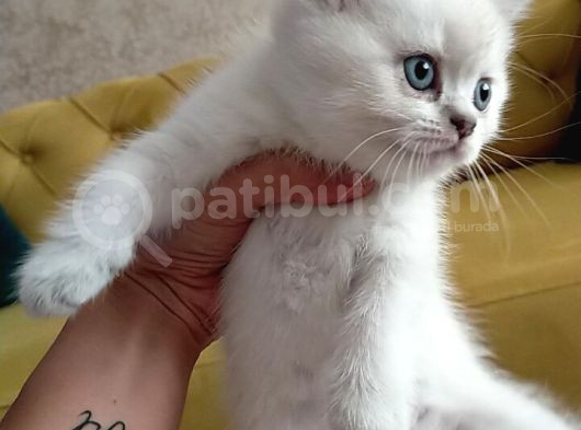 Pamuk Gibi Saf Kan Irk