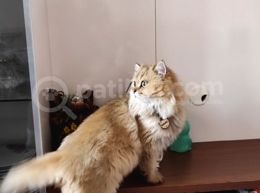Akıllı British Longhair Karamel görsel