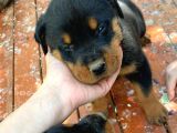 Rottweiler Yavrularım Bundan Ötesi Bilim Kurgu