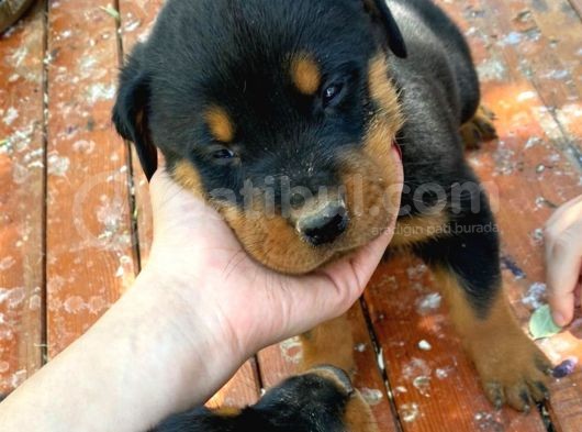 Rottweiler Yavrularım Bundan Ötesi Bilim Kurgu görsel