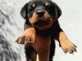 Rottweiler Yavrularım Bundan Ötesi Bilim Kurgu