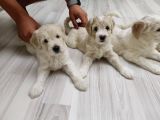 3 Haftalık Safkan Anne Babadan Bebeklerimizz