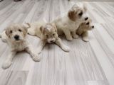 3 Haftalık Safkan Anne Babadan Bebeklerimizz