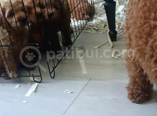 Şecereli Redbrown Oğlumuz Taliplerini Arıyor görsel