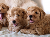 Maltipoo Yavruları