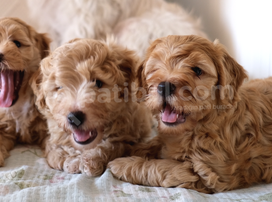 Maltipoo Yavruları