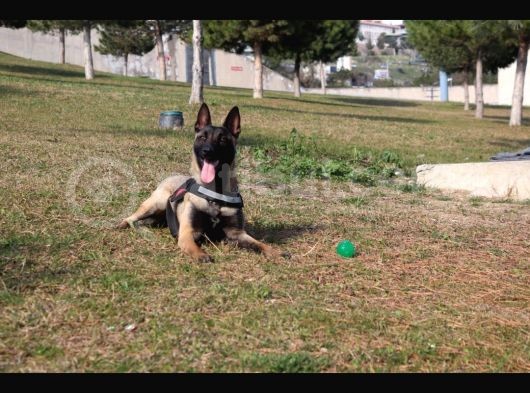 Sağlam Kan Anne Baba Malinois Yavruları görsel