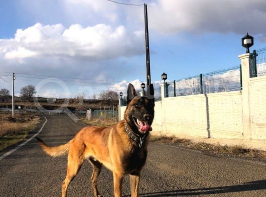Sağlam Kan Anne Baba Malinois Yavruları görsel