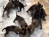 Sağlam Kan Anne Baba Malinois Yavruları