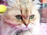 Akıllı British Longhair Karamel