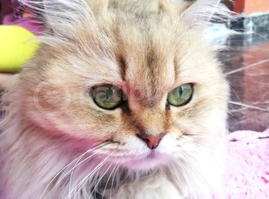 Akıllı British Longhair Karamel