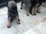 Sağlam Kan Anne Baba Malinois Yavruları