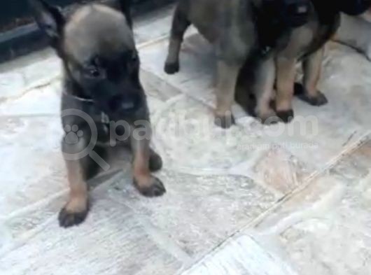 Sağlam Kan Anne Baba Malinois Yavruları görsel
