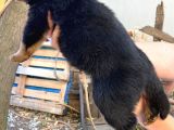 Rottweiler Yavrularım Bundan Ötesi Bilim Kurgu