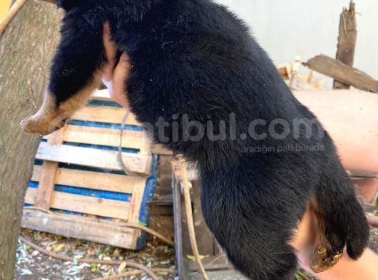 Rottweiler Yavrularım Bundan Ötesi Bilim Kurgu görsel