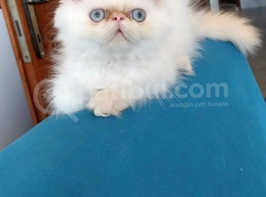 Dişi Ve Erkek Iran Yavrular görsel