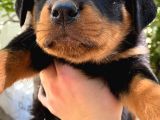 Rottweiler Yavrularım Bundan Ötesi Bilim Kurgu