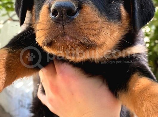 Rottweiler Yavrularım Bundan Ötesi Bilim Kurgu görsel