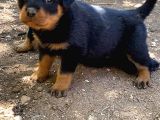 Rottweiler Yavrularım Bundan Ötesi Bilim Kurgu