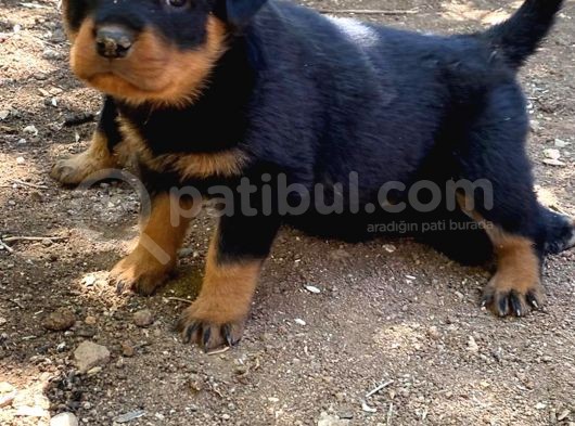 Rottweiler Yavrularım Bundan Ötesi Bilim Kurgu