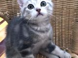 Çok Uyguna Bri̇ti̇sh Si̇lver Çok Özel Di̇şi̇ Ve Erkek Yavrular