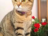 Scottish Fold Di̇şi̇ Kedi̇leri̇mi̇ Sahi̇plendi̇ri̇yorum
