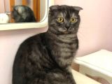 Scottish Fold Di̇şi̇ Kedi̇leri̇mi̇ Sahi̇plendi̇ri̇yorum